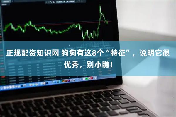 正规配资知识网 狗狗有这8个“特征”，说明它很优秀，别小瞧！