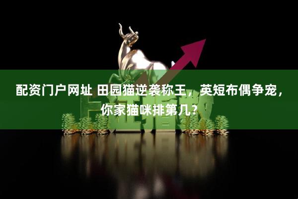 配资门户网址 田园猫逆袭称王，英短布偶争宠，你家猫咪排第几？